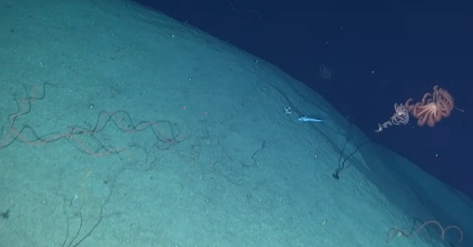 Ilha submersa na costa brasileira já teve o tamanho da Islândia